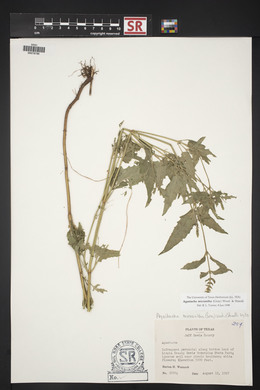 Agastache micrantha image