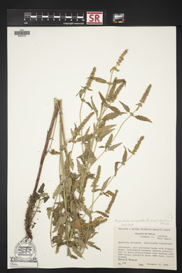 Agastache micrantha image