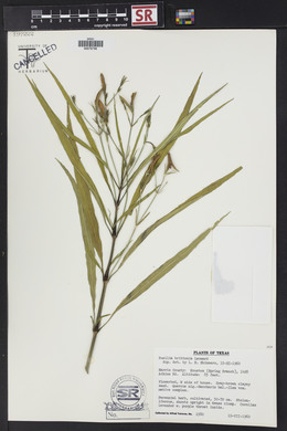 Ruellia simplex image