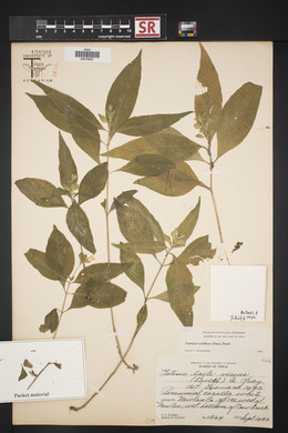 Yeatesia viridiflora image