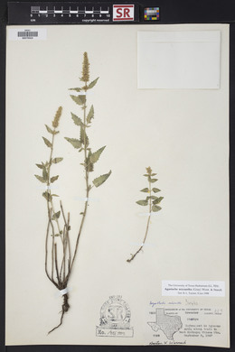 Agastache micrantha image