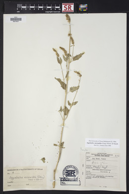 Agastache micrantha image