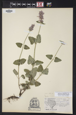 Agastache pallidiflora image