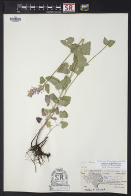 Agastache pallidiflora image