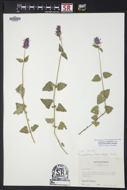 Agastache pallidiflora image