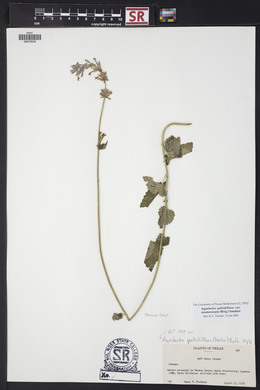 Agastache pallidiflora image