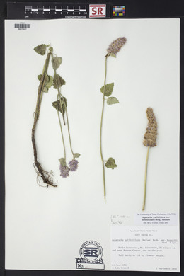 Agastache pallidiflora image