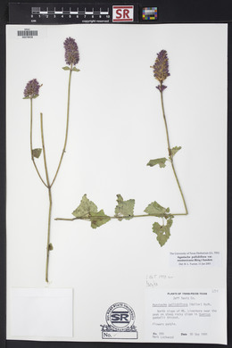 Agastache pallidiflora image