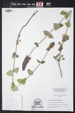 Agastache pallidiflora image