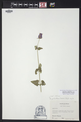 Agastache pallidiflora var. neomexicana image