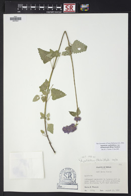 Agastache pallidiflora image