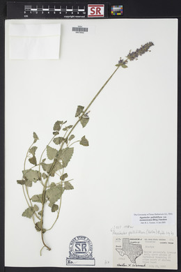 Agastache pallidiflora image