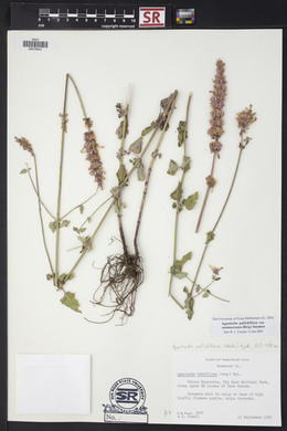 Agastache pallidiflora image