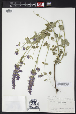 Agastache pallidiflora var. neomexicana image