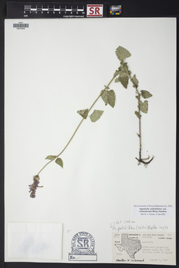 Agastache pallidiflora image