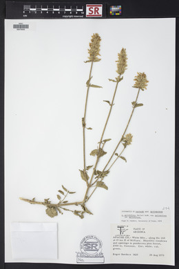 Agastache pallidiflora image