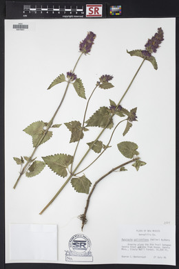 Agastache pallidiflora image