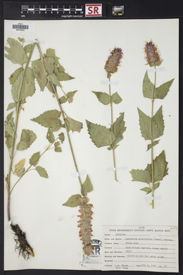 Agastache urticifolia image