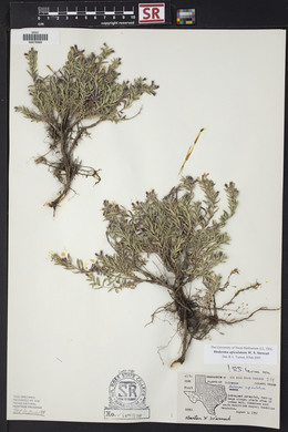 Hedeoma apiculatum image