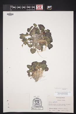 Erythranthe glabrata image