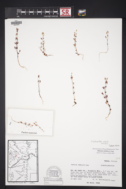 Erythranthe rubella image