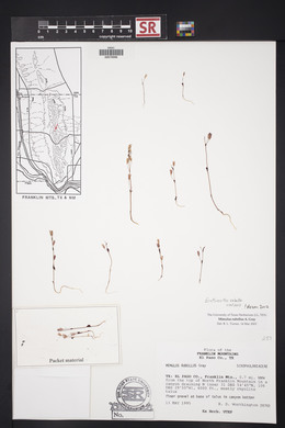 Erythranthe rubella image