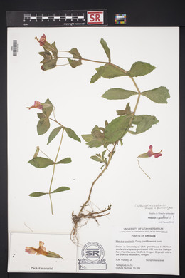 Erythranthe cardinalis image