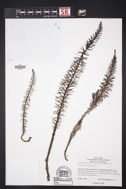 Hippuris vulgaris image