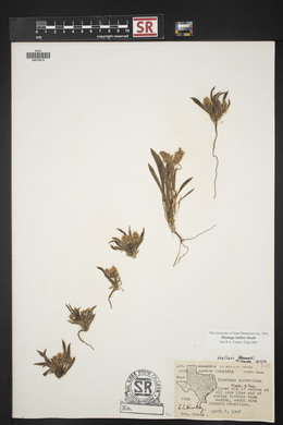 Plantago helleri image