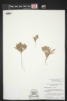 Plantago helleri image