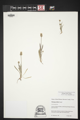 Plantago helleri image