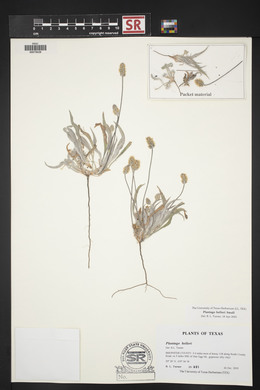 Plantago helleri image