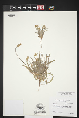 Plantago helleri image