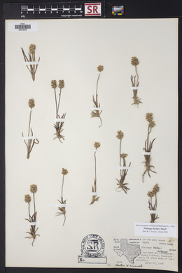 Plantago helleri image