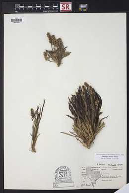 Plantago helleri image