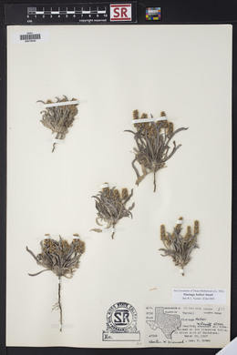 Plantago helleri image