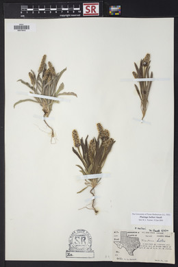 Plantago helleri image