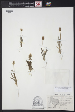 Plantago helleri image