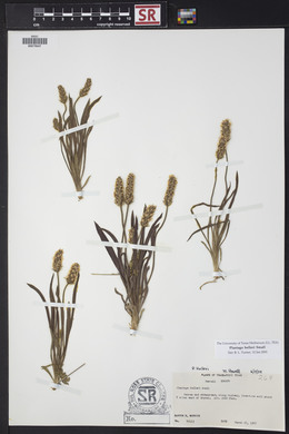 Plantago helleri image