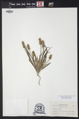 Plantago helleri image