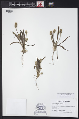 Plantago helleri image