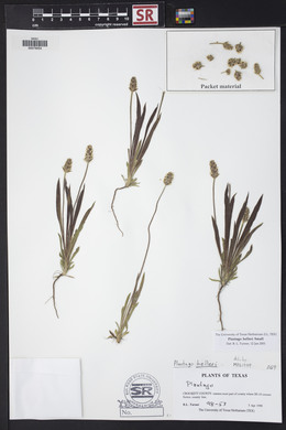 Plantago helleri image