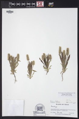 Plantago helleri image