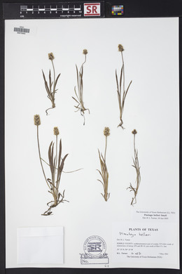 Plantago helleri image