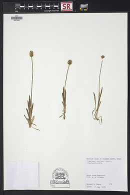 Plantago helleri image