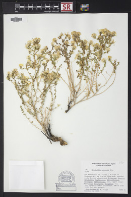 Brickellia microphylla var. watsonii image