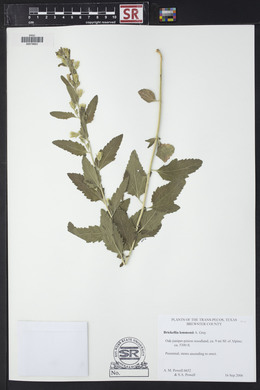 Brickellia lemmonii image