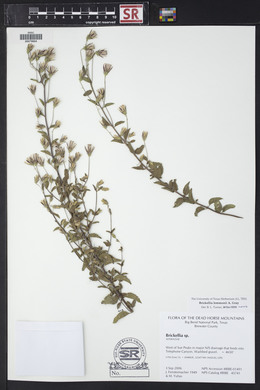 Brickellia lemmonii image