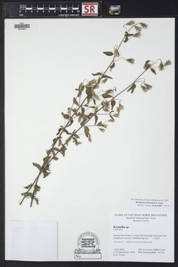 Brickellia lemmonii image