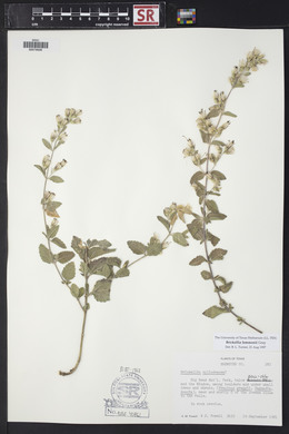 Brickellia lemmonii image